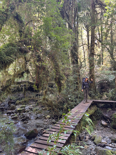 Beautiful Patagonian forest. Beautiful Patagonian forest.